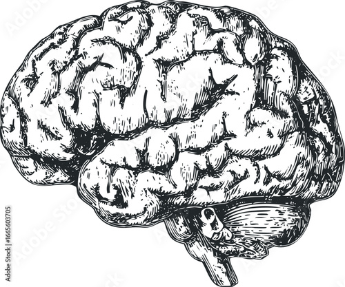 Detailed Engraved Human Brain Anatomical Sketch