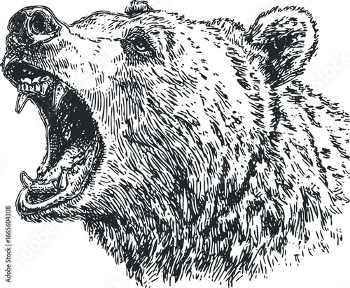 Detailed ink sketch of a grizzly bear with open mouth and visible teeth