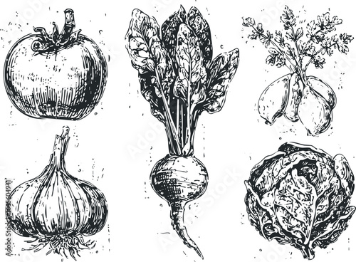 Line art sketch of fresh vegetables including tomato garlic radish and lettuce