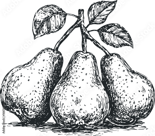 Three Pears with Leaves Sketch