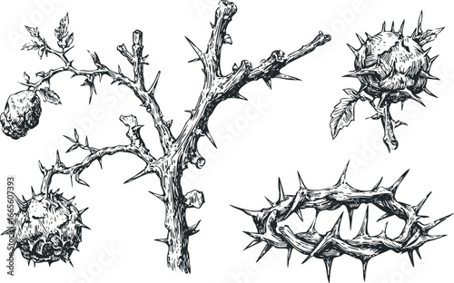 Hand Drawn Thorny Branch and Crown of Thorns