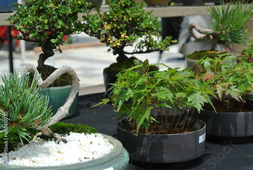 bonsai shop in market
