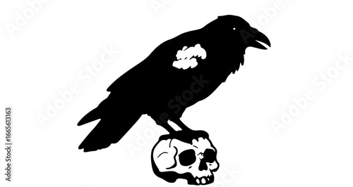 Halloween raven perched on skull vector illustration black and white gothic crow bird death halloween design element drawing vector