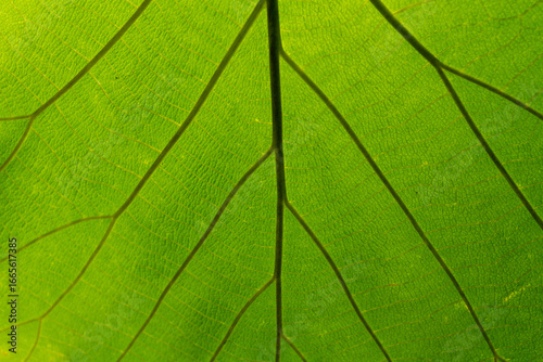 Photos Close-up of a green leaf showing detailed vein structure and textured surface