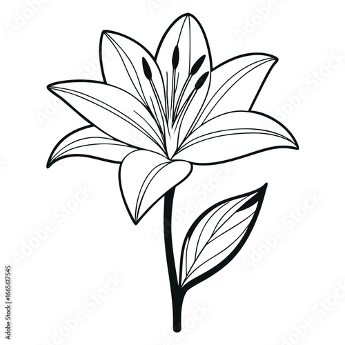 line art  zephyranthes robusta vector illustration