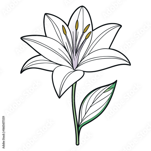 line art vector illustration of zephyranthes robusta