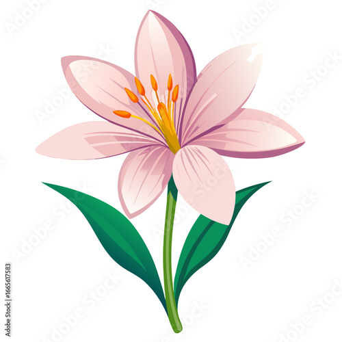 zephyranthes robusta ve tor on white