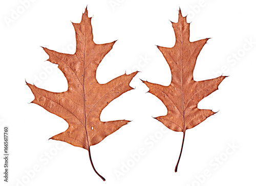 Wallpaper Mural yellow, brown autumn oak leaves on white background Torontodigital.ca