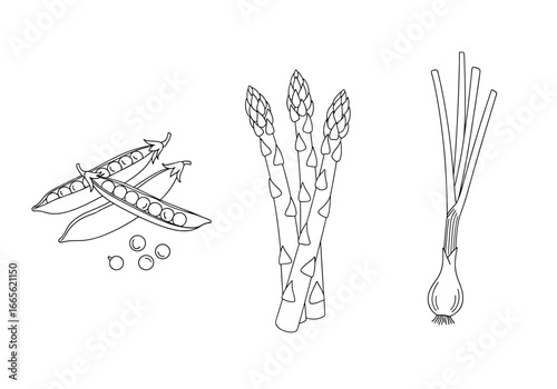 Illustration of peas asparagus and chives drawn with thin lines on a plain setting