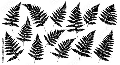 Array of fern fronds arranged in a pattern against a plain setting in a botanical illustration style