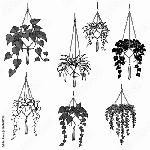 Vector illustration of various houseplants in macrame hangers. A collection of hanging potted plants for home decor and indoor gardening concepts.