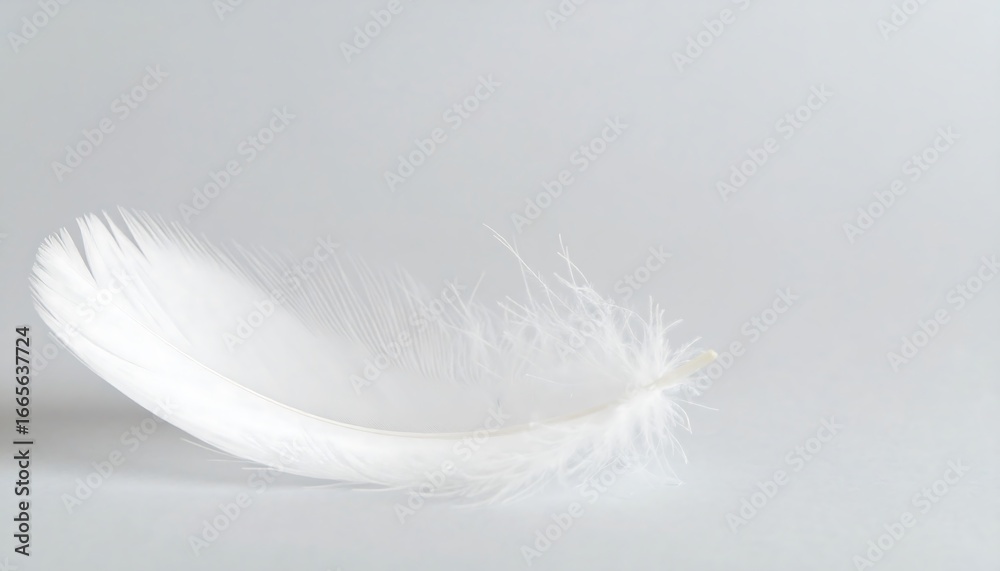 Obraz premium Delicate white feather on plain background