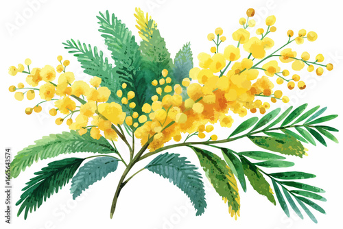 Yellow Mimosa Flower Branch Isolated on White Background – Acacia Dealbata Blossom Illustration