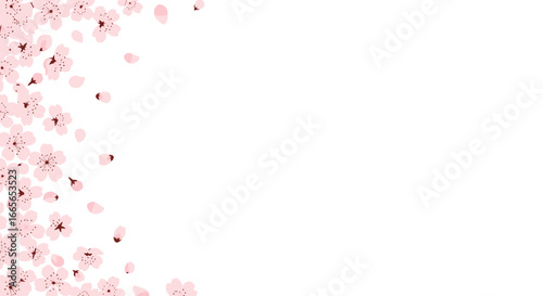 Beautiful delicate pink cherry blossom flowers falling gently in a soft breeze across a clean white background