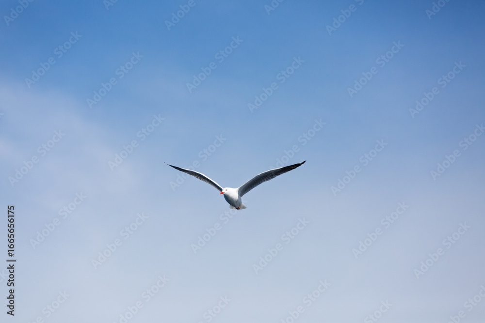 A beautiful Pacific Gull (Larus pacificus) gracefully gliding above with wings spread in a blue sky. Photographed off the coast of South Australia. A beautiful Pacific Gull (Larus pacificus) gracefully gliding above with wings spread in a blue sky. Photographed off the coast of South Australia.