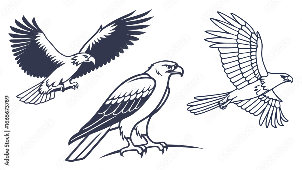 Obraz premium eagle in flight vector