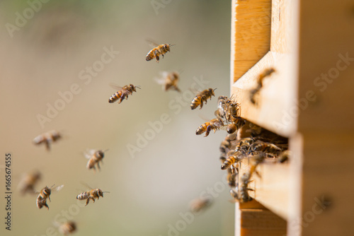 Honey bees at the beehive collecting honey together