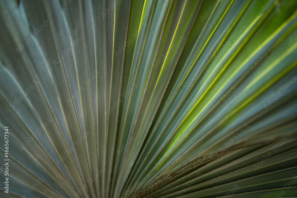 Obraz premium Palm leaves background. Green leaves wallpaper. Exotic jungle foliage. Leaves tropical greenery. Palm leaf closeup shot. Tropical leaf pattern. Palm leaves backdrop. Green palm background.