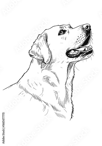Labrador Retriever Side Profile, Looking up to the Right, in a Drawing Template Style Illustration Vector Great for Print, Tattoo Flash