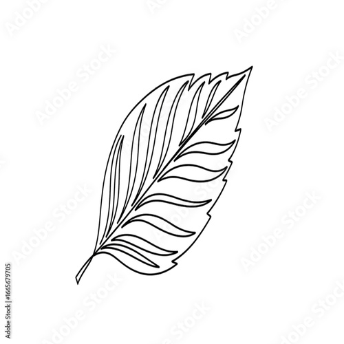 Detailed black and white line drawing of a single leaf with intricate vein details.