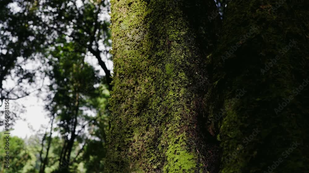 Close-up of a moss-covered tree trunk in a lush forest setting. Sunlight filters through the green foliage, highlighting the natural textures and vibrant colors of the outdoors. Close-up of a moss-covered tree trunk in a lush forest setting. Sunlight filters through the green foliage, highlighting the natural textures and vibrant colors of the outdoors.