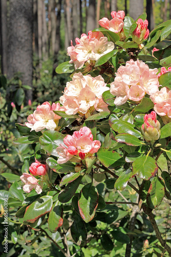 Rhododendron in spring