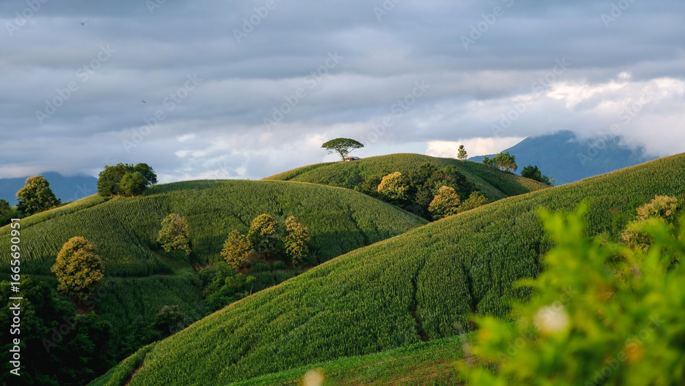 Obraz premium Landscape of mountains and corn field in Phrae, Thailand