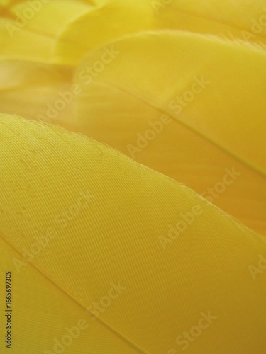 yellow feather group close-up macro.