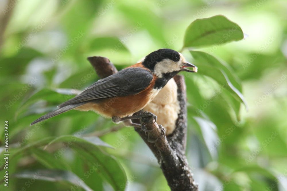Obraz premium 練り餌を食べるヤマガラ
