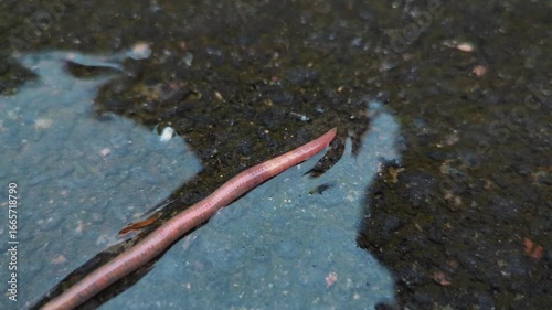 An earthworm crawls on wet asphalt during rain