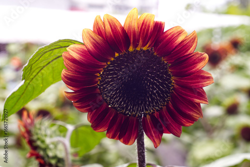 sunflower in the autumn on background.