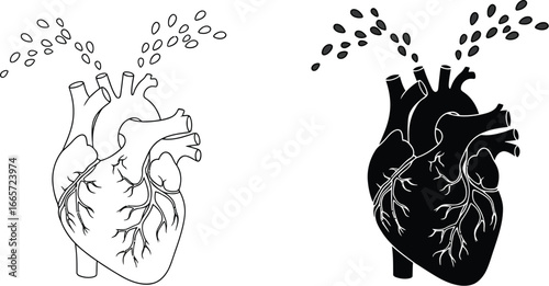 Heart anatomy illustration with blood flow and different styles