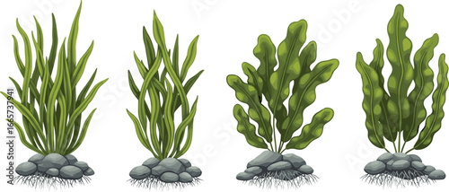 Aquatic Plants With Rocks And Roots Underwater Flora Assortment vector illustration