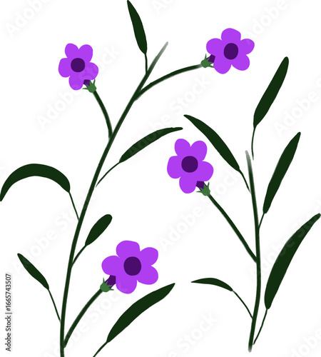 Ruellia simplex purple with long leaves and stems