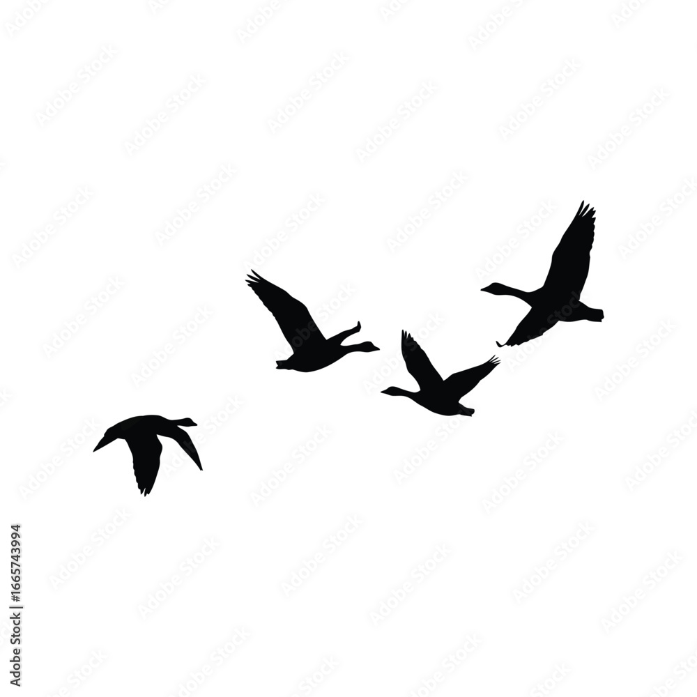 Fototapeta premium Silhouette flock of geese flying in v formation wild birds migration nature wildlife vector
