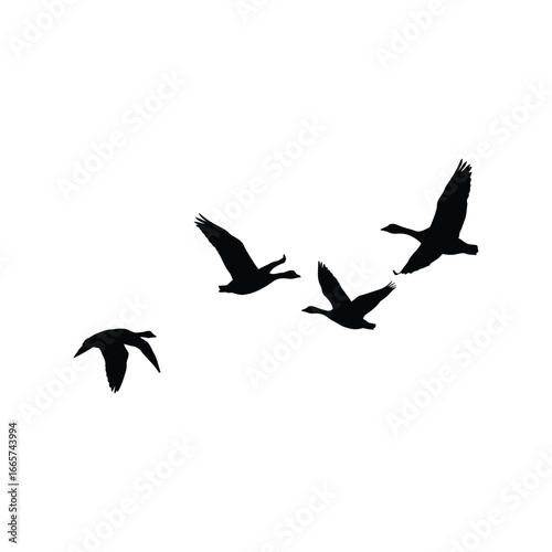 Silhouette flock of geese flying in v formation wild birds migration nature wildlife vector