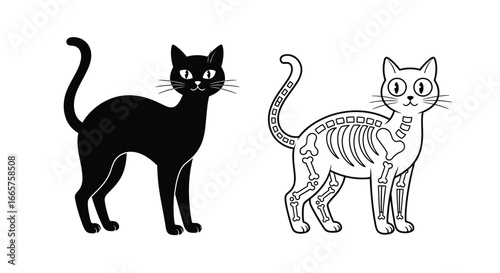Cat with Anatomical Skeleton Illustration