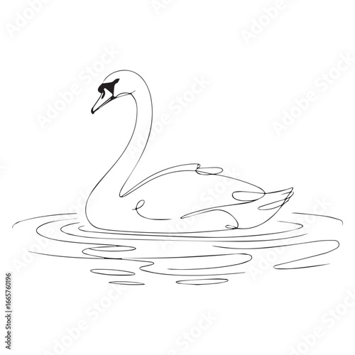 Continuous line of a Swans in the water .Single one line art of wild Swans in the water , One continuous line illustration of an Swans in the water isolated on white background.
