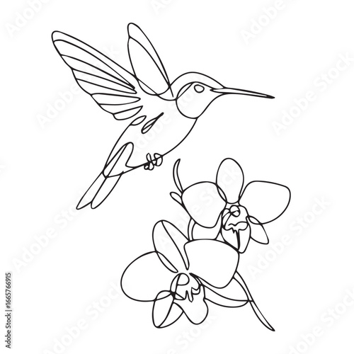 Continuous line of a Hummingbirds .Single one line art of wild Hummingbirds , One continuous line illustration of an Hummingbirds isolated on white background.