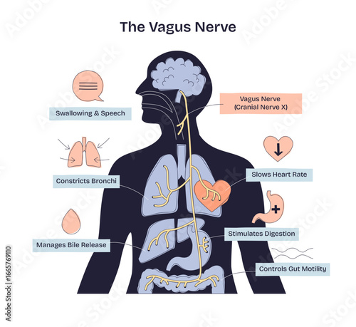 Vagus nerve diagram shows its path from brain to organs, highlighting heart, lungs, and digestive system functions, transparent background. Doodle style diagram
