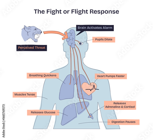 Fight or flight response shows how the brain reacts to threats, with heart, lungs, and muscles highlighted, transparent background. Doodle style diagram