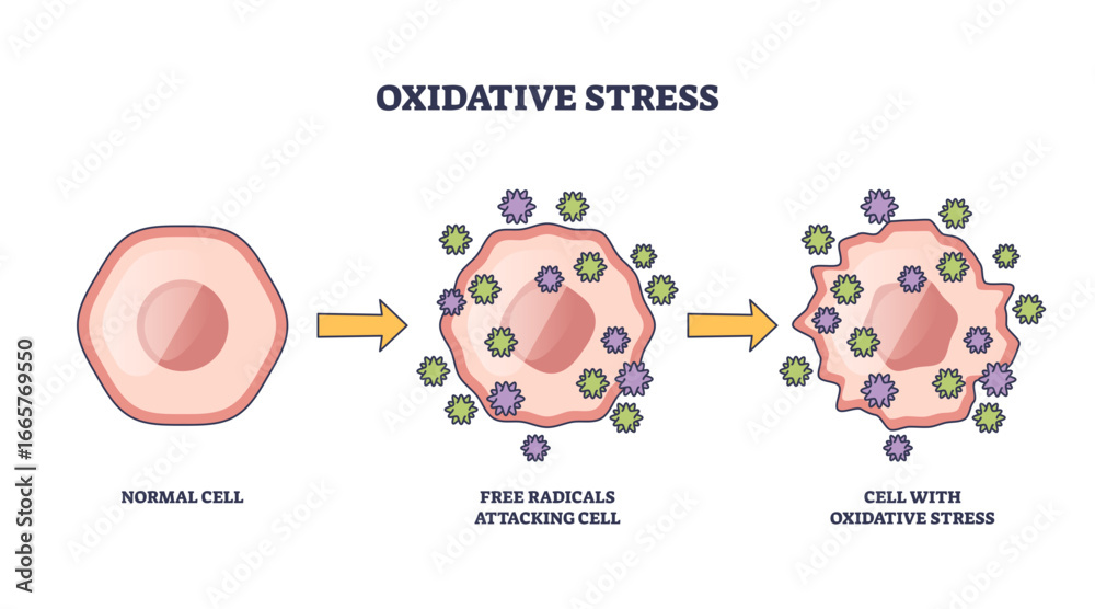 Fototapeta premium Oxidative stress shows a normal cell, free radicals attacking, and resulting cell damage, transparent background.Key objects, cell, free radicals, arrows.