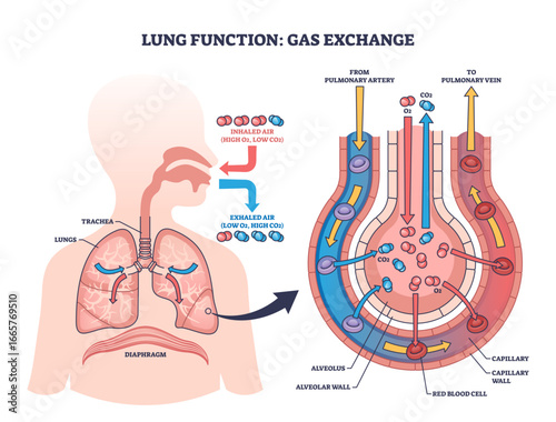 Lung function diagram shows gas exchange in alveoli, highlighting lungs, trachea, and blood vessels, transparent background.