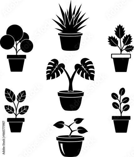 Plantas de interior en macetas monocromáticas