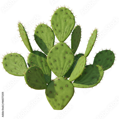 Isolated Cactus Plant Illustration With Detailed Green Leaves On Transparent Background