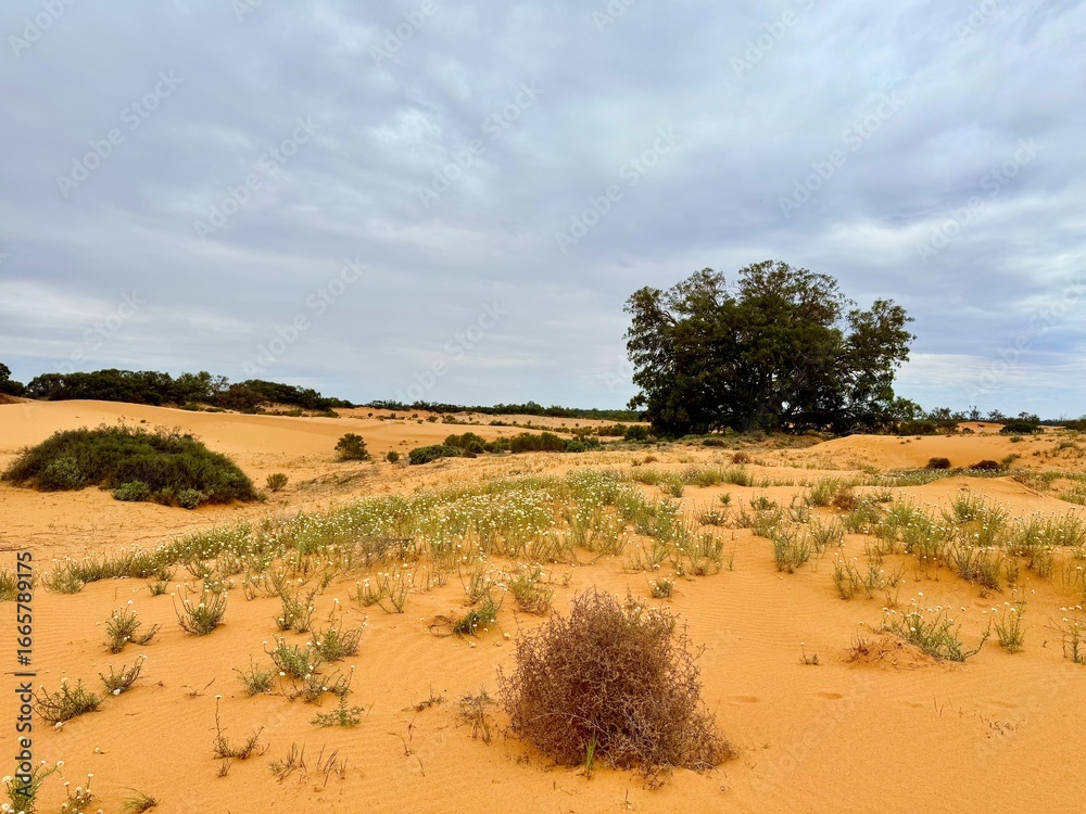 Fototapeta premium The Perry Sandhills encrouching the vegetation leaving only the treetops visible, New South Wales near the town of Wentworth on the Murray River 