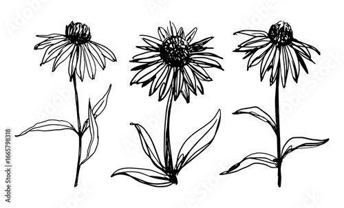 Echinacea medicinal plant sketch vector illustrations isolated on white background for essential oil and herbal tea packaging designs medicine web sites