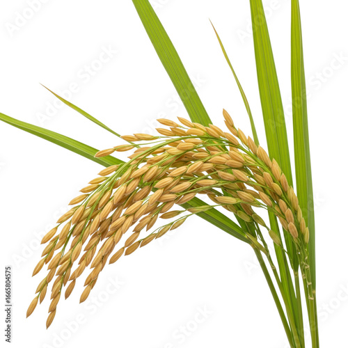 Golden rice grain cluster isolated on transparent background