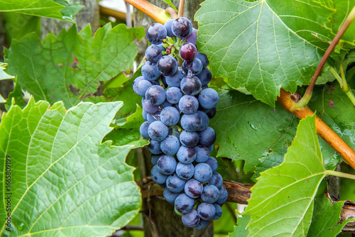 Obraz na plátně Ripe blue grapes in a vineyard