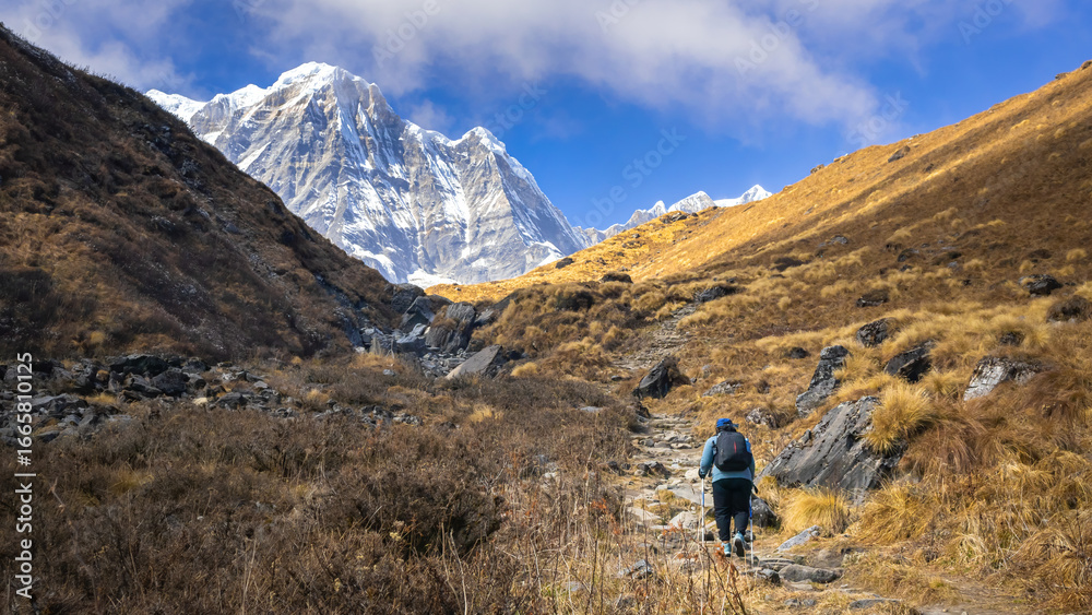 Obraz premium Annapurna base camp trek with a trekker hiking up the grassland trail towards snow clad himalayan mountain